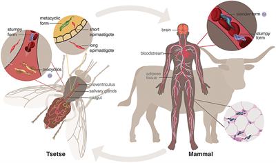 Sleeping Sickness: A Tale of Two Clocks